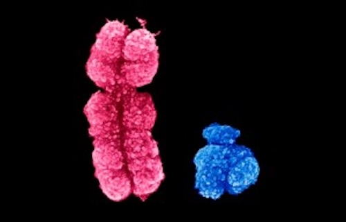なぜ男性は女性より背が高い?ホルモンだけではなかった!遺伝子レベルの新事実が判明